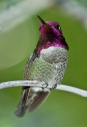 Anna's Hummingbird, hummingbird notecard