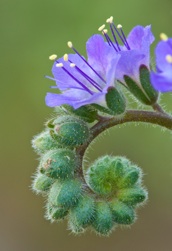 Scorpionweed, flower notecard